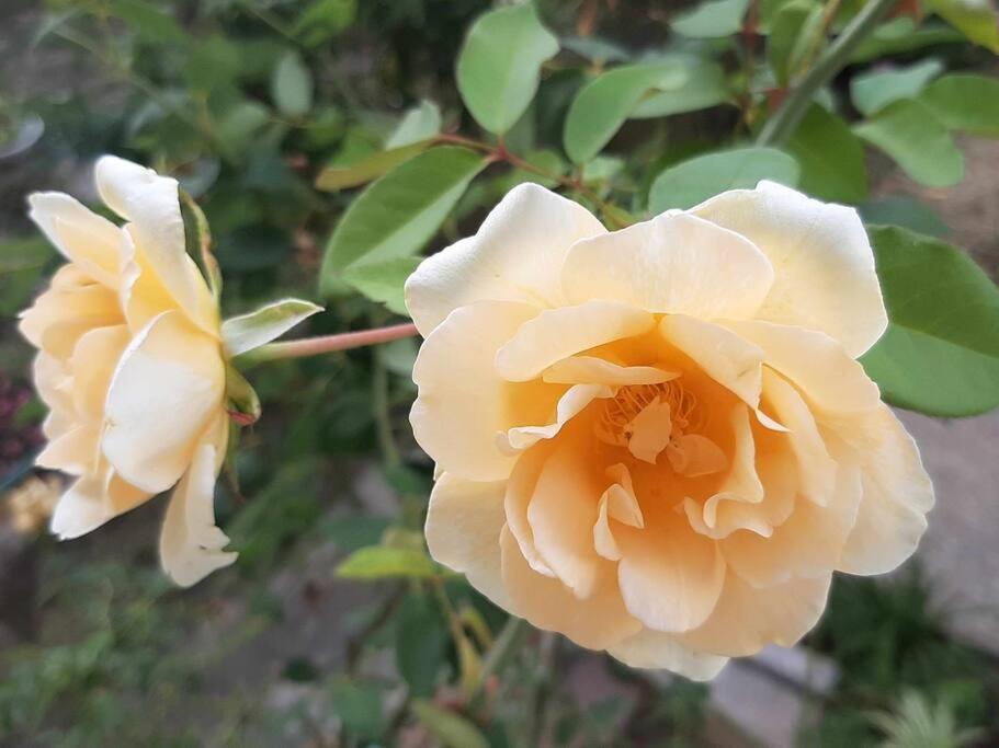 דירות פירנצה Villino La Rosa Antica מראה חיצוני תמונה